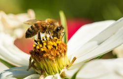 Greenpeace, il nostro cibo e la biodiversità dipende dalle Api, fermiamo l'estinzione creando oasi e bandendo i pesticidi
