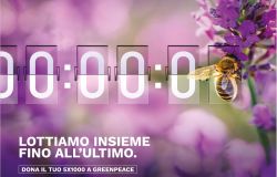greenpeace contro i pesticidi per la salvaguardia delle api