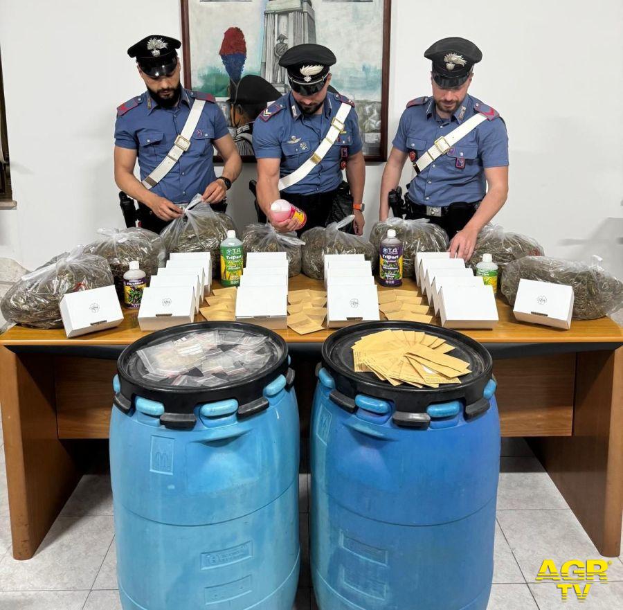Carabinieri la droga e le piante sequestrate Carabinieri la droga e le piante sequestrate