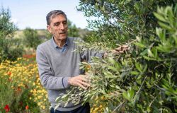 Dal 9 al 12 giugno 2025 presso il Palacongressi di Agrigento, Capitale Italiana della Cultura 2025.  1° Congresso di Agroecologia del Mediterraneo - AEMED 2025