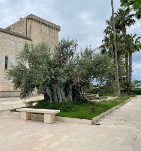 Ostuni, dopo la xylella, la rinascita naturale del Salento