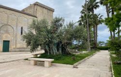 Ostuni, dopo la xylella, la rinascita naturale del Salento
