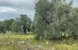 Parco Dune Costiere