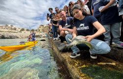 World Turtle Day, Plastic Free lo celebra domenica 25 maggio liberando quattro tartarughe marine a Castro