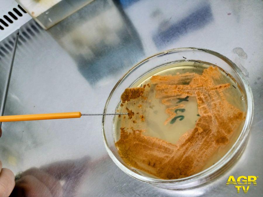 Microorganismo produttore antibiotico Kineomicina Microorganismo produttore antibiotico Kineomicina
