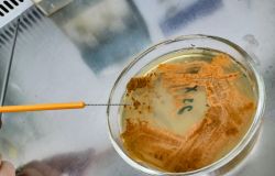 Università dell'Insubria, scoperto nuovo antibiotico contro i superbatteri