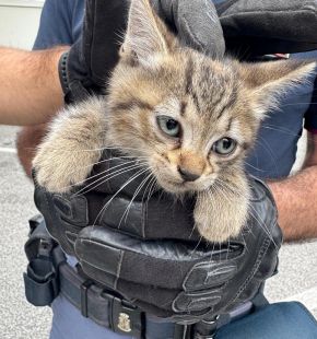 Roma, un gattino resta incastrato nel cofano, due agenti riescono a liberarlo per la gioia della nuova padrona...la proprietaria dell'auto