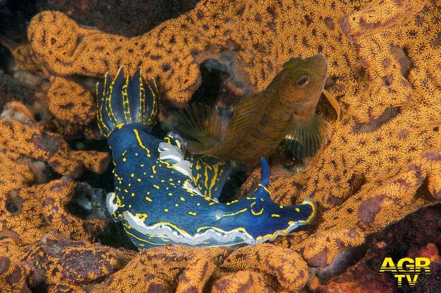 Guido-Villani__Felimare-picta-e-Parablennius-pilicornis-su-Botrylloides-niger LIFE Pinna PRIMO Guido-Villani__Felimare-picta-e-Parablennius-pilicornis-su-Botrylloides-niger LIFE Pinna PRIMO