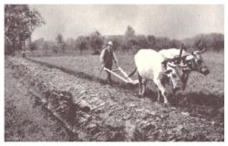 Testa di Lepre buoi trainano l'aratro