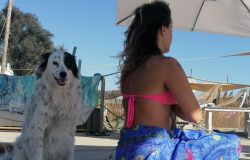 Baubeach cane con padrona sotto l'ombrellone