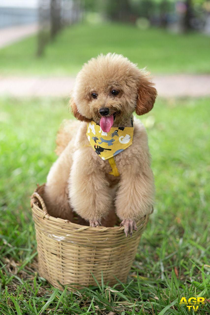 Barboncino foto pixabay della stessa razza del cane operato Barboncino foto pixabay della stessa razza del cane operato