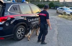 Carabinieri Ardea servizi con unità cinofile