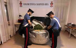 Carabinieri la pianta di marjuana sequestrata
