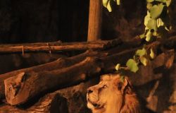 Roma, Safari Night tutti i venerdì d'estate al Bioparco, ore 21