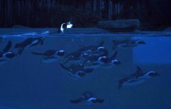 Pinguini nuoto notturno nelle vasche del Bioparco