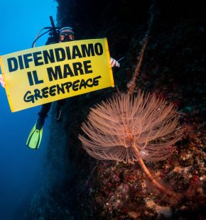 Greenpeace: Il Mare in tasca la guida per tutelare il Mediterraneo, tra gli ecosistemi più minacciati