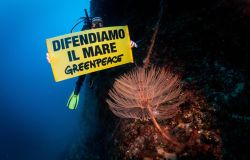 Greenpeace: Il Mare in tasca la guida per tutelare il Mediterraneo, tra gli ecosistemi più minacciati