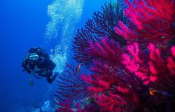 Greenpeace, Mare caldo...nel Mediterraneo temperature annuali mai così elevate come nel 2024