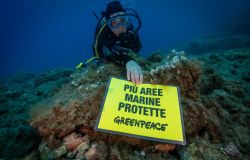 Mare Caldo campagna Greenpeace