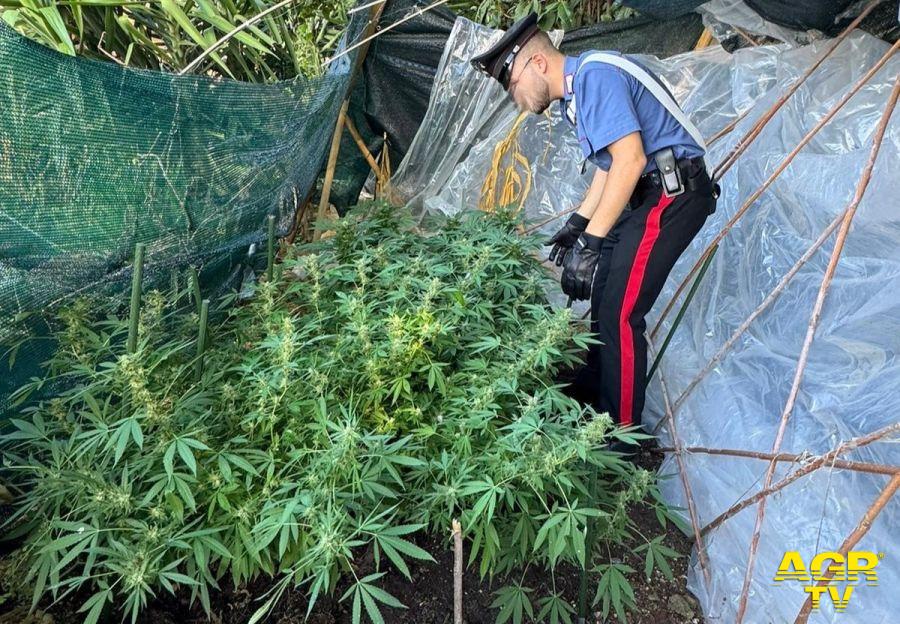 Carabinieri Montelibreti le piante di marjuana sequestrate