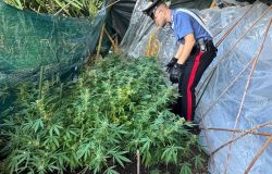 Carabinieri Montelibreti le piante di marjuana sequestrate