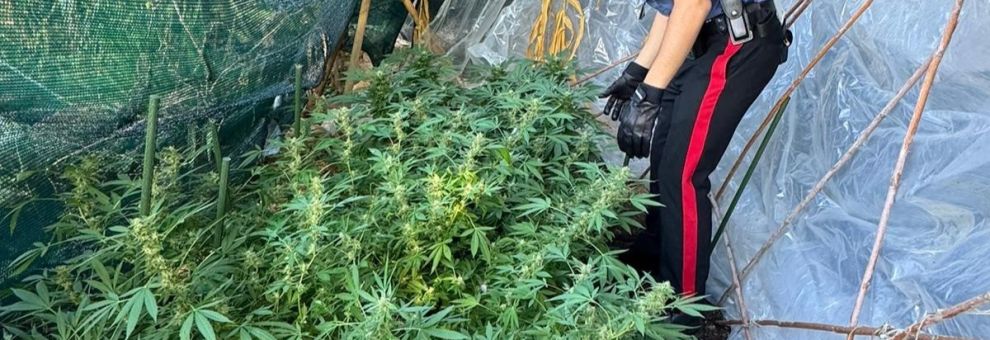 Montelibreti, scoperta serra per la coltivazione di marjuana, due arresti