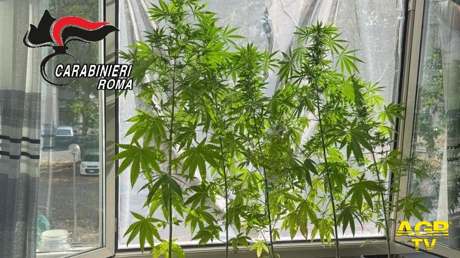 Roma, maxi operazione antidroga dei Carabinieri: 7 arresti e sequestri di stupefacenti Roma, maxi operazione antidroga dei Carabinieri: 7 arresti e sequestri di stupefacenti