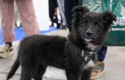 Roma, oltre il 70% dei proprietari di cani è più attento all'ambiente
