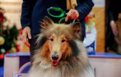 cani con il padrone foto da comunicato stampa