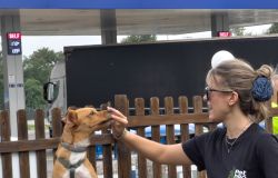 Fido Park inaugurazione