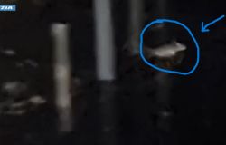 Questura di Roma  Immagine del topolino