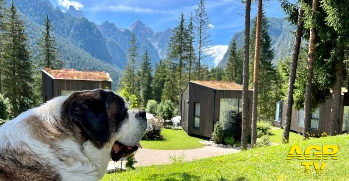 26 agosto Giornata internazionale del cane Foto da Comunicato Stampa 26 agosto Giornata internazionale del cane Foto da Comunicato Stampa