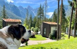 26 agosto Giornata internazionale del cane Foto da Comunicato Stampa