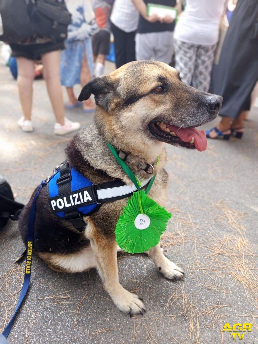 Rex con la sua pettorina della polizia