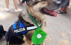 Rex, il poliziotto a quattro zampe.....ritira il premio Fedeltà