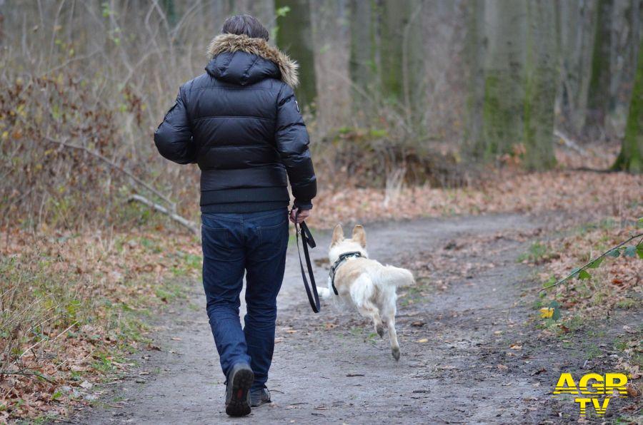 cane al guinzaglio con il padrone nella natura foto pixabay cane al guinzaglio con il padrone nella natura foto pixabay