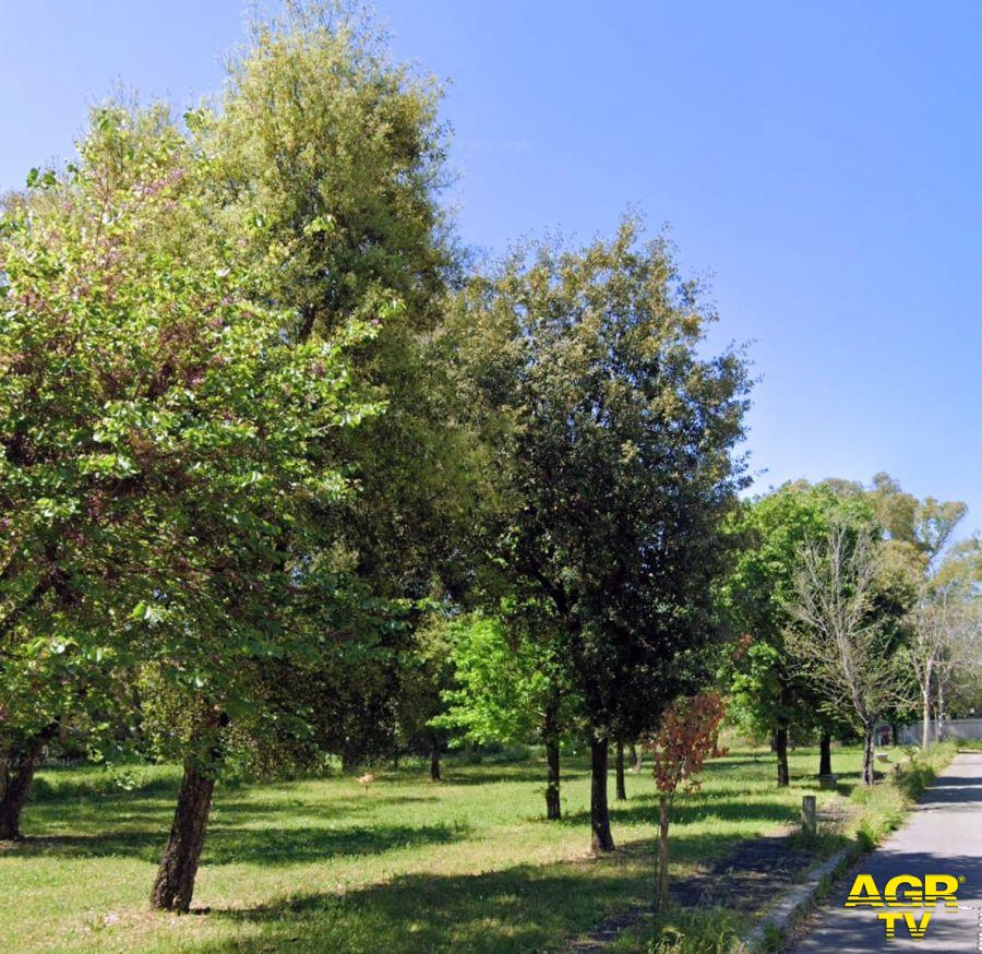 L'area verde e le alberature che rischiano di essere abbattute per i parcheggi L'area verde e le alberature che rischiano di essere abbattute per i parcheggi