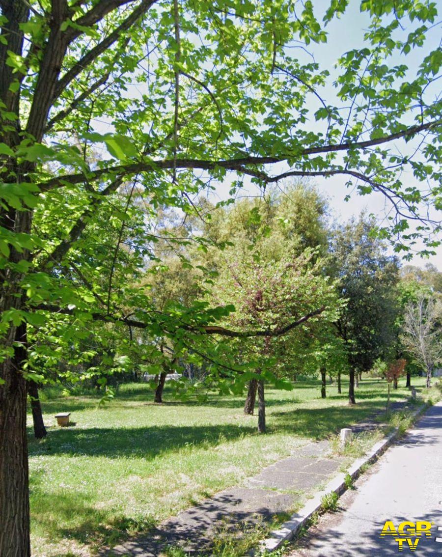 alberature da abbattere per parcheggio stazione