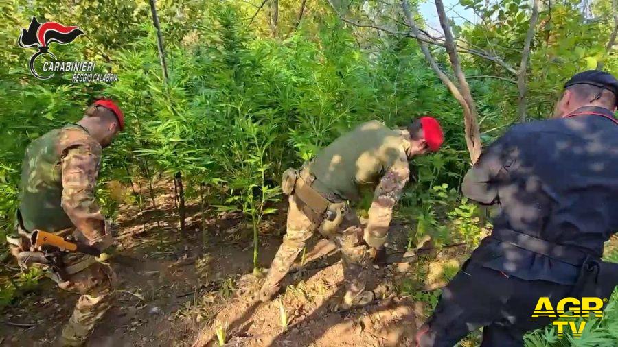 Carabinieri Reggio Calabria la piantagione di canapa indiana Carabinieri Reggio Calabria la piantagione di canapa indiana