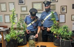 Monterotondo, scoperta serra di marjuana in un garage, in manette 24enne