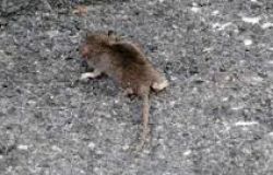 Maccarese, scuola chiusa per topi