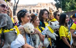 Dog Run Arcaplanet