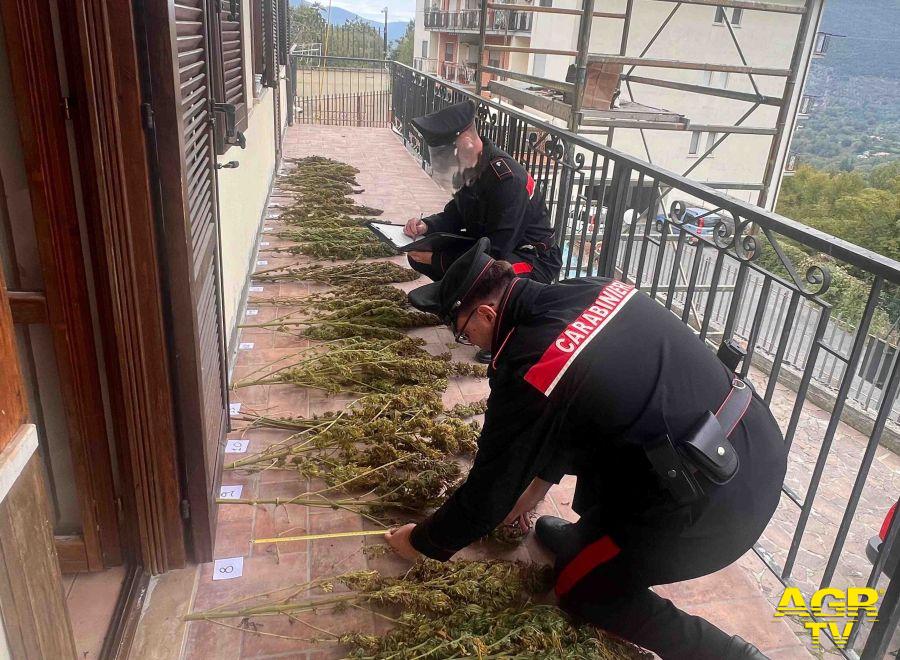 Carabinieri Colleferro sequestrate piante di marjuana Carabinieri Colleferro sequestrate piante di marjuana