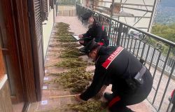 Colleferro, arrestato pensionato 68enne, coltivava marjuana, sequestrate 25 piante