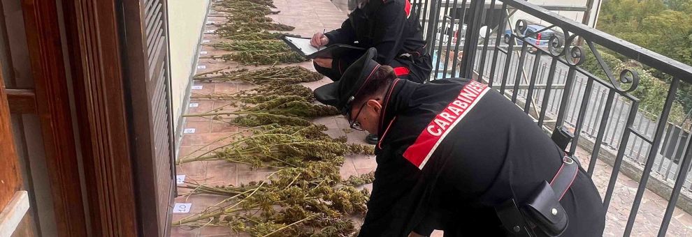 Colleferro, arrestato pensionato 68enne, coltivava marjuana, sequestrate 25 piante