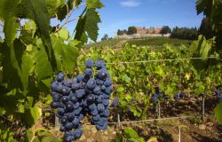 Coltiviamo la Cultura 2025....le dimore storiche celebrano il legame profondo tra agricoltura, territorio e cultura Coltiviamo la Cultura 2025....le dimore storiche celebrano il legame profondo tra agricoltura, territorio e cultura