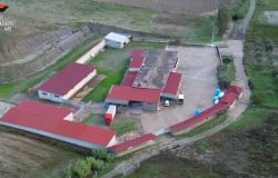 I NAS di Cosenza scoprono uno stabilimento nel Crotonese dove venivano macellati clandestinamente 13 cavalli non idonei al consumo