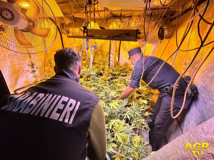 Carabinieri Castel Gandolfo la piantagione di cannabis sequestrata