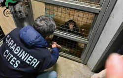 Siracusa, aveva uno scimpazè...per amico, l'animale era tenuto in gabbia ed è stato sequestrato dai Carabinieri