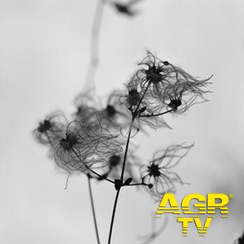 con-gli-occhi-di-un-artista-350 ph credit Lascandri Rahim foto da comunicato stampa